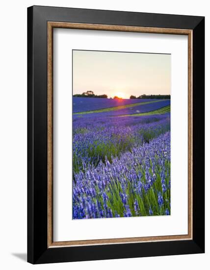 Lavender Field at Snowshill Lavender, the Cotswolds, Gloucestershire, England-Matthew Williams-Ellis-Framed Photographic Print