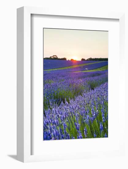 Lavender Field at Snowshill Lavender, the Cotswolds, Gloucestershire, England-Matthew Williams-Ellis-Framed Photographic Print