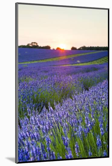 Lavender Field at Snowshill Lavender, the Cotswolds, Gloucestershire, England-Matthew Williams-Ellis-Mounted Photographic Print