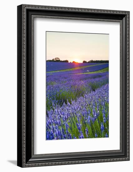 Lavender Field at Snowshill Lavender, the Cotswolds, Gloucestershire, England-Matthew Williams-Ellis-Framed Photographic Print