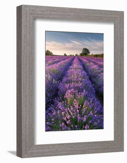 Lavender field at Somerset Lavender, Somerset, UK-Ross Hoddinott-Framed Photographic Print