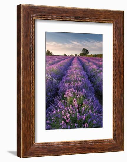 Lavender field at Somerset Lavender, Somerset, UK-Ross Hoddinott-Framed Photographic Print