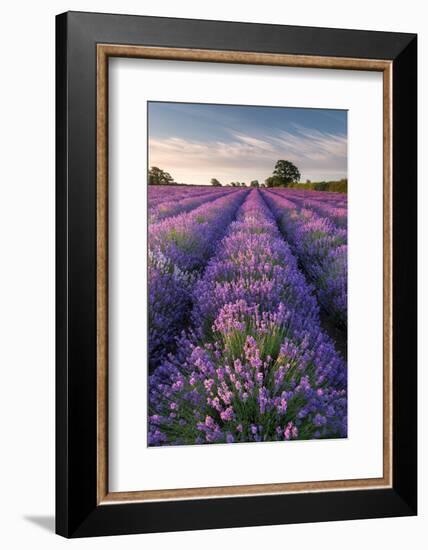 Lavender field at Somerset Lavender, Somerset, UK-Ross Hoddinott-Framed Photographic Print