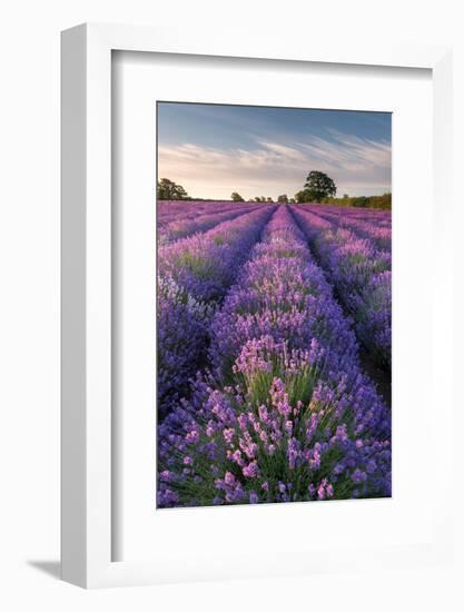 Lavender field at Somerset Lavender, Somerset, UK-Ross Hoddinott-Framed Photographic Print