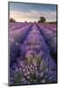 Lavender field at Somerset Lavender, Somerset, UK-Ross Hoddinott-Mounted Photographic Print