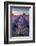 Lavender field at Somerset Lavender, Somerset, UK-Ross Hoddinott-Framed Photographic Print