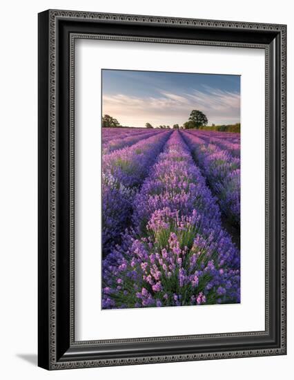 Lavender field at Somerset Lavender, Somerset, UK-Ross Hoddinott-Framed Photographic Print