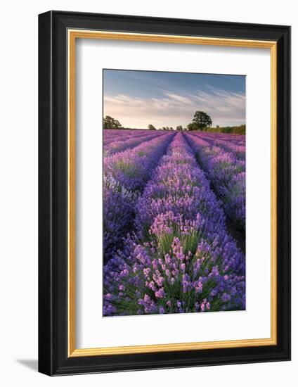 Lavender field at Somerset Lavender, Somerset, UK-Ross Hoddinott-Framed Photographic Print