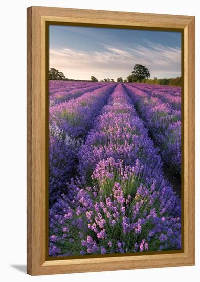 Lavender field at Somerset Lavender, Somerset, UK-Ross Hoddinott-Framed Premier Image Canvas