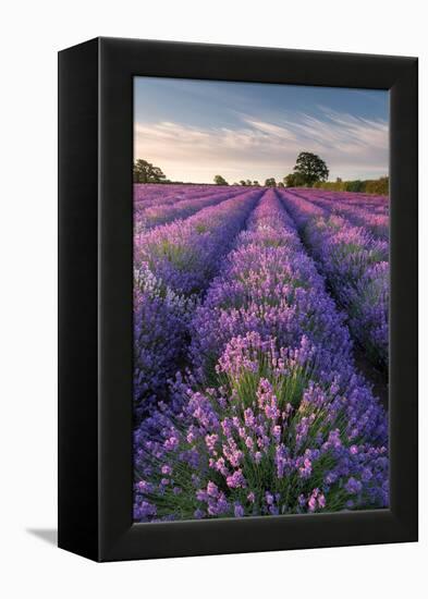 Lavender field at Somerset Lavender, Somerset, UK-Ross Hoddinott-Framed Premier Image Canvas