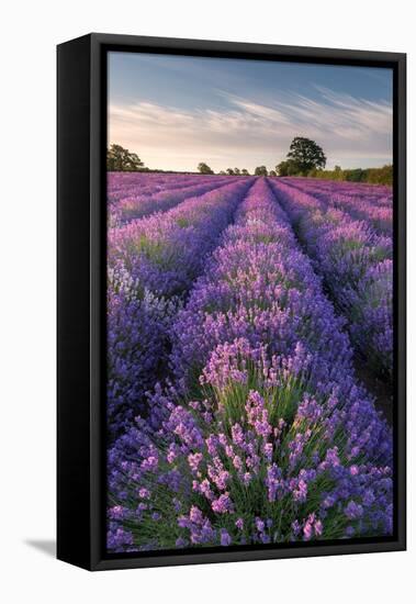 Lavender field at Somerset Lavender, Somerset, UK-Ross Hoddinott-Framed Premier Image Canvas