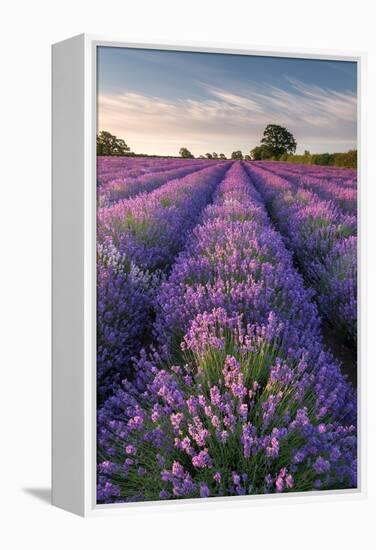 Lavender field at Somerset Lavender, Somerset, UK-Ross Hoddinott-Framed Premier Image Canvas