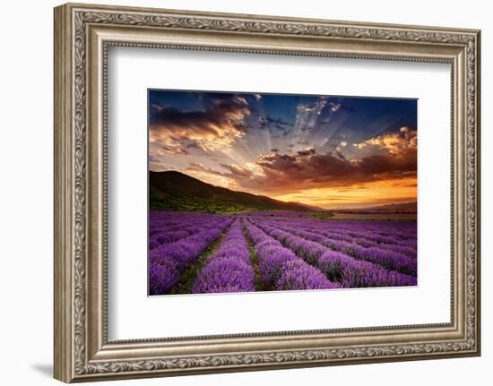 Lavender Field at Sunrise-null-Framed Art Print