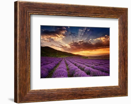 Lavender Field at Sunrise-null-Framed Art Print