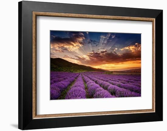 Lavender Field at Sunrise-null-Framed Art Print