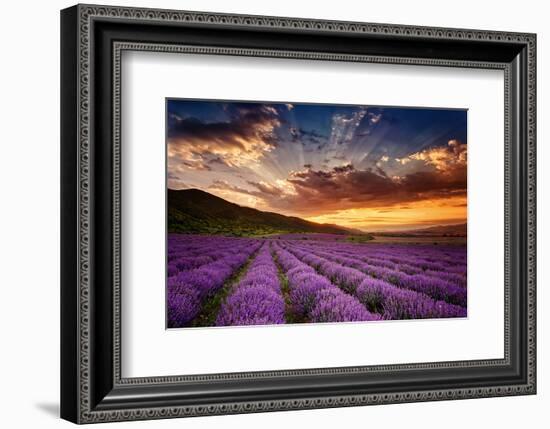 Lavender Field at Sunrise-null-Framed Art Print