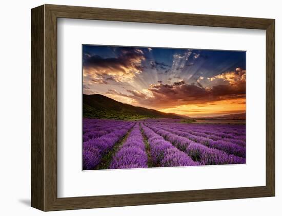 Lavender Field at Sunrise-null-Framed Art Print