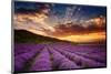 Lavender Field at Sunrise-null-Mounted Art Print