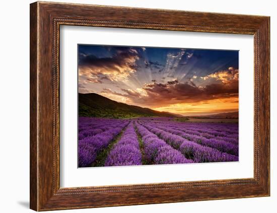Lavender Field at Sunrise-null-Framed Art Print