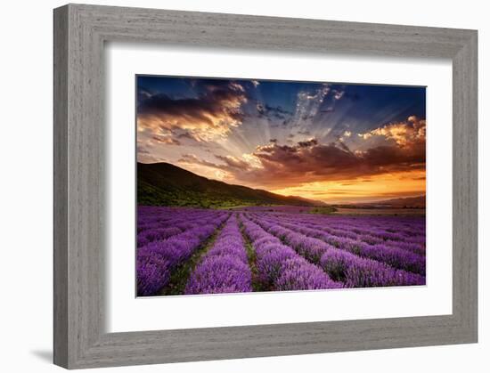 Lavender Field at Sunrise-null-Framed Art Print