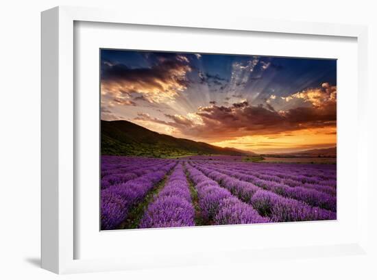 Lavender Field at Sunrise-null-Framed Art Print