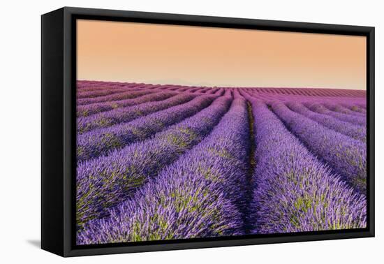 Lavender Field at Sunset, Plateau De Valensole, Provence, France-Stefano Politi Markovina-Framed Premier Image Canvas