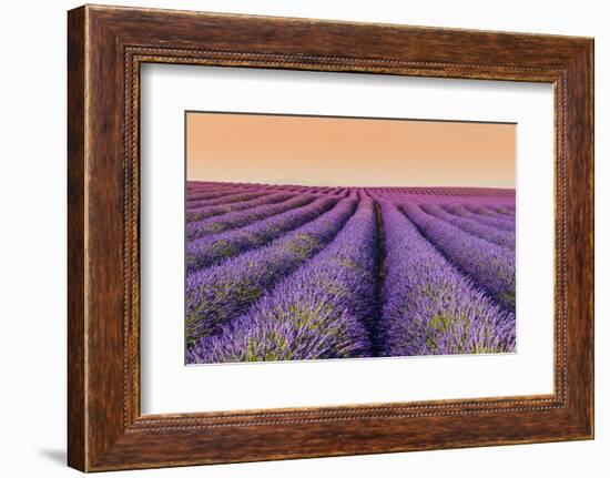 Lavender Field at Sunset, Plateau De Valensole, Provence, France-Stefano Politi Markovina-Framed Photographic Print