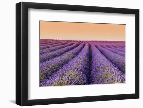 Lavender Field at Sunset, Plateau De Valensole, Provence, France-Stefano Politi Markovina-Framed Photographic Print