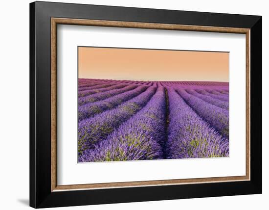 Lavender Field at Sunset, Plateau De Valensole, Provence, France-Stefano Politi Markovina-Framed Photographic Print