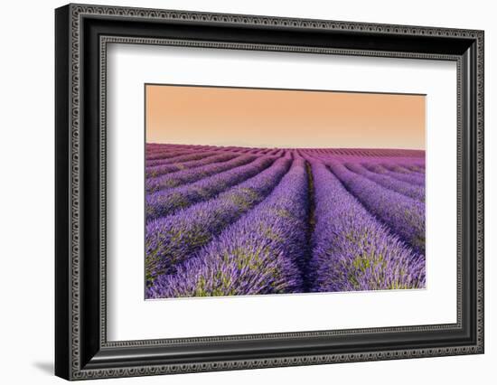 Lavender Field at Sunset, Plateau De Valensole, Provence, France-Stefano Politi Markovina-Framed Photographic Print