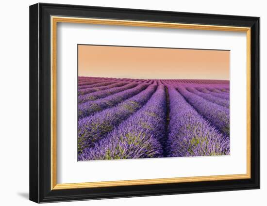 Lavender Field at Sunset, Plateau De Valensole, Provence, France-Stefano Politi Markovina-Framed Photographic Print