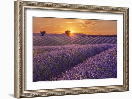 Lavender Field at Sunset-Cora Niele-Framed Giclee Print