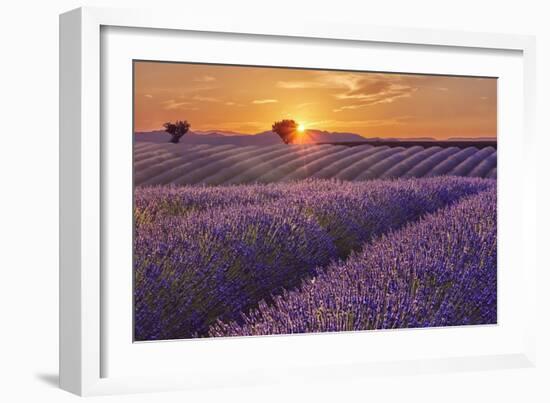 Lavender Field at Sunset-Cora Niele-Framed Giclee Print