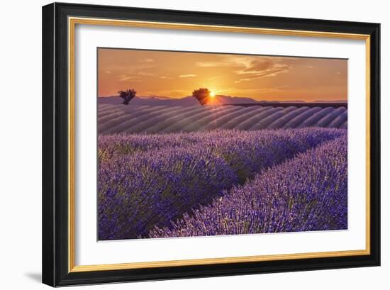 Lavender Field at Sunset-Cora Niele-Framed Giclee Print