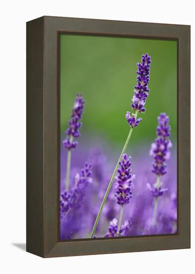 Lavender Field, Blossoms, Medium Close-Up-Herbert Kehrer-Framed Premier Image Canvas