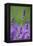 Lavender Field, Blossoms, Medium Close-Up-Herbert Kehrer-Framed Premier Image Canvas