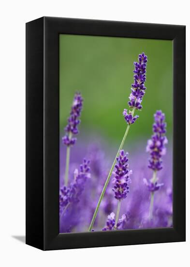 Lavender Field, Blossoms, Medium Close-Up-Herbert Kehrer-Framed Premier Image Canvas