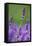 Lavender Field, Blossoms, Medium Close-Up-Herbert Kehrer-Framed Premier Image Canvas