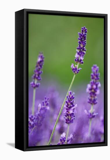 Lavender Field, Blossoms, Medium Close-Up-Herbert Kehrer-Framed Premier Image Canvas