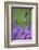 Lavender Field, Blossoms, Medium Close-Up-Herbert Kehrer-Framed Photographic Print