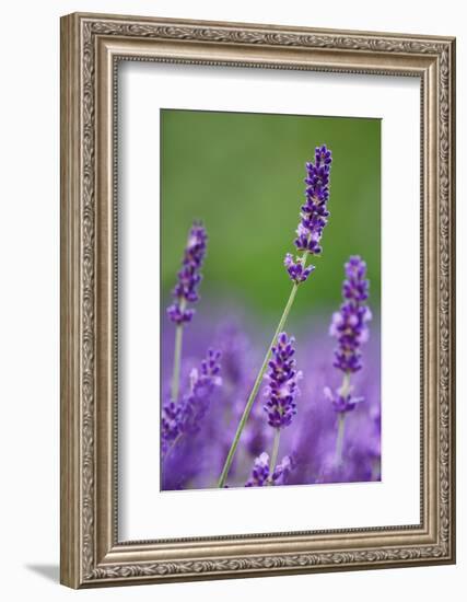 Lavender Field, Blossoms, Medium Close-Up-Herbert Kehrer-Framed Photographic Print