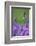 Lavender Field, Blossoms, Medium Close-Up-Herbert Kehrer-Framed Photographic Print