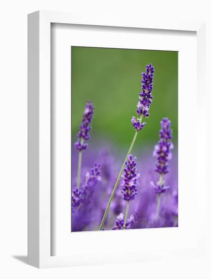 Lavender Field, Blossoms, Medium Close-Up-Herbert Kehrer-Framed Photographic Print