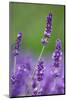 Lavender Field, Blossoms, Medium Close-Up-Herbert Kehrer-Mounted Photographic Print