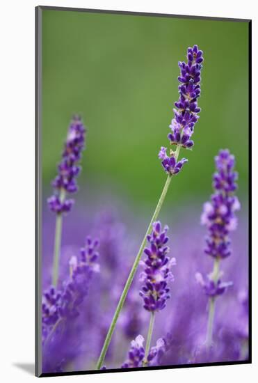 Lavender Field, Blossoms, Medium Close-Up-Herbert Kehrer-Mounted Photographic Print