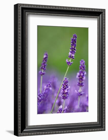 Lavender Field, Blossoms, Medium Close-Up-Herbert Kehrer-Framed Photographic Print