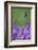 Lavender Field, Blossoms, Medium Close-Up-Herbert Kehrer-Framed Photographic Print