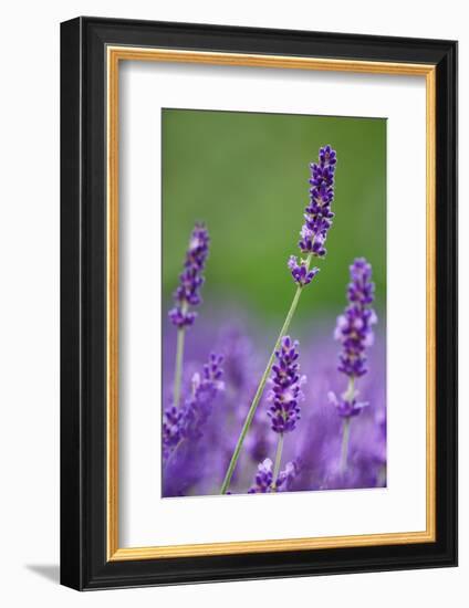 Lavender Field, Blossoms, Medium Close-Up-Herbert Kehrer-Framed Photographic Print