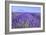 Lavender Field Close Up-Cora Niele-Framed Giclee Print