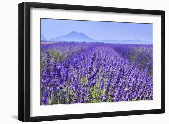 Lavender Field Close Up-Cora Niele-Framed Giclee Print